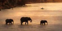 Elephant crossing