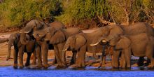 Chobe Game Lodge