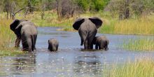 Elphant families in the Okvango Delta