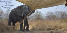 Elephant in camp at Kwihala Camp, Ruaha National Park, Tanzania