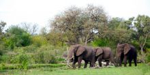 Simbavati River Lodge, Timbavati Game Reserve, South Africa