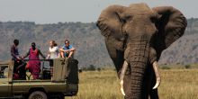 Elephant bull spotted on a game drive at Ngare Serian Camp, Masai Mara National Reserve, Kenya