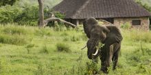 Elephant by camp at Beho Beho, Selous National Park, Tanzania