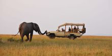 A single elephant greets the game drive vehicle at Naibor Camp, Masai Mara National Reserve, Kenya