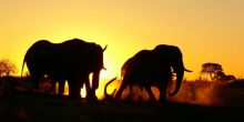 Camp Hwange - Elephants in front of lodge