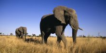 Botswana Elephants