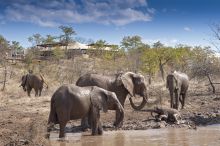 Elephants in front of The Elephant Camp, Victoria Falls, Zimbabwe