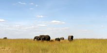 Elephants on the plains at Lamai Serengeti, Serengeti National Park, Tanzania