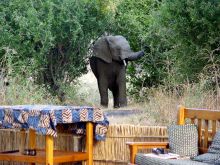 Elephant by outdoor lounge at Mwamba Bush Camp, South Luangwa National Park, Zambia