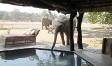 Ely drinking from the pool at Mchenja Bush Camp, South Luangwa National Park, Zambia