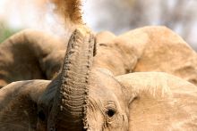 Elephant dusting itself at Mwamba Bush Camp, South Luangwa National Park, Zambia