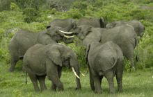 Elephant herd at Hatari Lodge, Arusha National Park, Tanzania