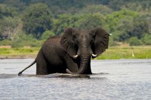 Elephant in the water at The Elephant Camp, Victoria Falls, Zimbabwe