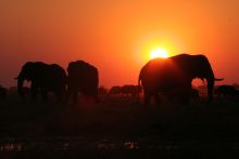 Elephants at sunset at The Elephant Camp, Victoria Falls, Zimbabwe