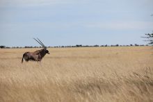 Etosha Oryx