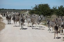 Self driving Etosha