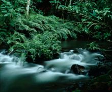 Ferns at the river at Buhoma Lodge Bwindi, Bwindi Impenetrable Forest, Uganda