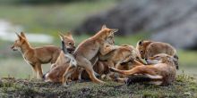 Explore the Bale Mountains, Ethiopia