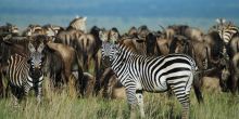 The wildlife at Kwihala Camp, Ruaha National Park, Tanzania