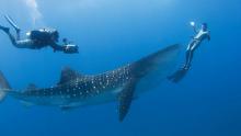 Four Seasons Explorers, North Male Atoll, Maldives