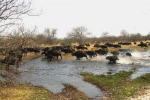 The migration at Xakanaxa Camp, Moremi Game Reserve, Botswana (Frank de Rijck)