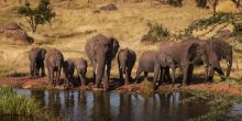 A majestic herd of elephants gather at the watering hole at The Four Seasons Safari Lodge, Serengeti National Park, Tanzania