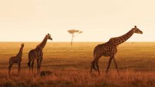 A family of giraffes pass by during sunset at The Four Seasons Safari Lodge, Serengeti National Park, Tanzania