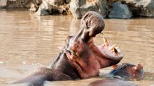 See the hippos, King of the Rivers, at The Four Seasons Safari Lodge, Serengeti National Park, Tanzania