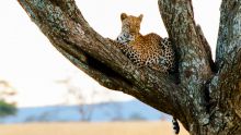 A beautiful leopard relaxes in a tree at The Four Seasons Safari Lodge, Serengeti National Park, Tanzania