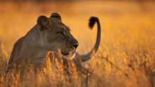 An alert lioness scans the plains at The Four Seasons Safari Lodge, Serengeti National Park, Tanzania