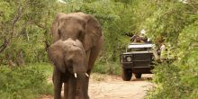 Elephants on a game drive at Simbambili