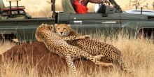 Cheetahs on Safari - Lewa Wilderness Lodge