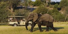 Elephant Game Drive at Leroo Le Tau