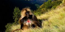 Explore the Simien Mountains, Ethiopia