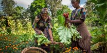 Gibbs Farm, Karatu, Tanzania