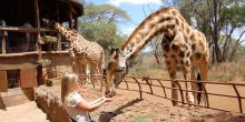 The Giraffe Center - Taste of Nairobi Tour, Kenya