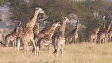 A giraffe herd at Ngare Serian Camp, Masai Mara National Reserve, Kenya