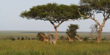 Wayo Green Camp, Serengeti National Park, Tanzania