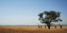 Giraffes seen on game drive at Faru Faru River Lodge, Grumeti Private Reserve, Tanzania