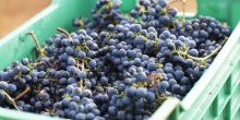 A crate of grapes harvested and ready for processing into wine at Delaire Graff, Stellenbosch, South Africa