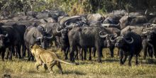 Where: Lewa Conservancy, KenyaSet in the rolling foothills of Mt Kenya, this conservancy is one of Africa’s most successful conservation stories with thriving populations of rhinos, innovative elephant monitoring programs, big cats,  and a collection of