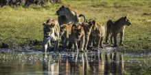 Where: Lewa Conservancy, KenyaSet in the rolling foothills of Mt Kenya, this conservancy is one of Africa’s most successful conservation stories with thriving populations of rhinos, innovative elephant monitoring programs, big cats,  and a collection of