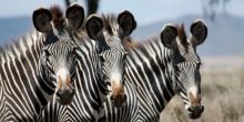 Grevys Zebra