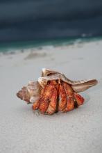 Hermit crab at Chumbe Island Coral Park, Zanzibar, Tanzania