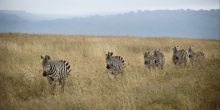 The Highlands - Wildlife