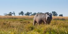 Hippo in Selinda