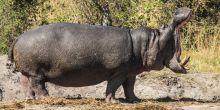 Nehimba Safari Lodge - Hippo