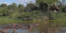 The hippo pool at Grumeti Serengeti Tented Camp