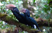 Hornbills at Hatari Lodge, Arusha National Park, Tanzania