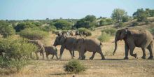 Mashatu Lodge, Mashatu Game Reserve, Botswana